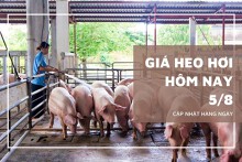 Giá heo hơi hôm nay 5/8: Đi ngang trên cả ba miền