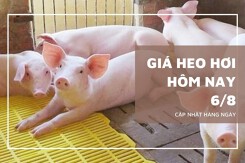 Giá heo hơi hôm nay 6/8: Sụt giảm tại miền Bắc, nhích nhẹ ở miền Nam