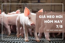 Giá heo hơi hôm nay 7/8: Điều chỉnh trái chiều tại ba miền