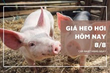 Giá heo hơi hôm nay 8/8: Ổn định trên cả nước, miền Nam giữ giá cao nhất