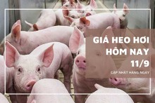 Giá heo hơi hôm nay 11/9: Chững lại sau nhiều phiên tăng
