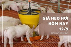 Giá heo hơi hôm nay 12/9: Tăng giảm trái chiều, miền Bắc giảm nhẹ tại Phú Thọ