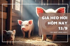 Giá heo hơi hôm nay 13/9: Tăng tại nhiều địa phương, miền Bắc nhích nhẹ ở Cao Bằng