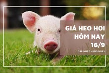 Giá heo hơi hôm nay 16/9 miền Bắc và miền Trung đồng loạt giảm, miền Nam chững giá