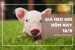Giá heo hơi hôm nay 16/9 miền Bắc và miền Trung đồng loạt giảm, miền Nam chững giá