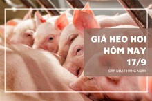 Giá heo hơi hôm nay 17/9: Đồng loạt giảm trên cả ba miền