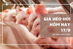 Giá heo hơi hôm nay 17/9: Đồng loạt giảm trên cả ba miền