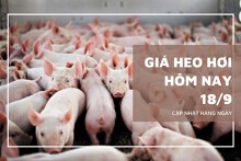 Giá heo hơi hôm nay 18/9: Tiếp tục rớt giá, miền Bắc giảm tới 2.000 đồng/kg