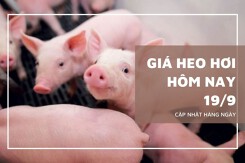 Giá heo hơi hôm nay 19/9: Tiếp tục giảm nhẹ tại miền Bắc và miền Nam