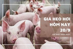 Giá heo hơi hôm nay 20/9 đi ngang trên cả ba miền