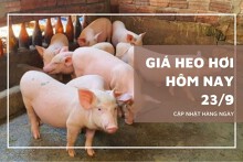 Giá heo hơi hôm nay 23/9 giảm nhẹ tại miền Bắc và miền Trung, tăng nhẹ 1.000 đồng/kg tại Đồng Tháp