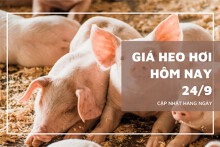 Giá heo hơi hôm nay 24/9 tiếp tục giảm nhẹ tại miền Bắc và miền Trung, đi ngang tại miền Nam