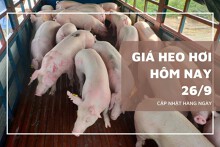 Giá heo hơi hôm nay 26/9 tiếp tục giảm nhẹ tại miền Trung và miền Nam, đi ngang ở miền Bắc
