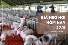 Giá heo hơi hôm nay 27/9 tiếp đà giảm tại miền Nam, đi ngang ở miền Bắc