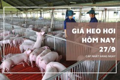 Giá heo hơi hôm nay 27/9 tiếp đà giảm tại miền Nam, đi ngang ở miền Bắc