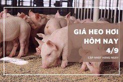 Giá heo hơi hôm nay 4/9: Miền Bắc tăng nhẹ, miền Trung và miền Nam đi ngang