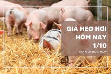 Giá heo hơi hôm nay 1/10 đồng loạt giảm tại cả ba miền