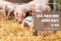 Giá heo hơi hôm nay 1/10 đồng loạt giảm tại cả ba miền