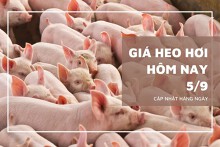 Giá heo hơi hôm nay 5/9: Miền Trung – Tây Nguyên đồng loạt tăng, Cà Mau và Cần Thơ neo cao 58.000 đồng/kg