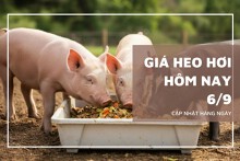 Giá heo hơi hôm nay 6/9: Tăng nhẹ trên cả ba miền