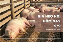 Giá heo hơi hôm nay 9/9: Đồng loạt tăng mạnh trên cả nước