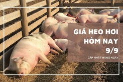 Giá heo hơi hôm nay 9/9: Đồng loạt tăng mạnh trên cả nước