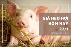 Giá heo hơi hôm nay 22/1 tiếp tục tăng, miền Bắc vươn lên mốc 78.000 đồng/kg
