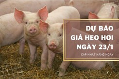 Dự báo giá heo hơi ngày mai 23/1: Sẽ tiếp tục bứt phá trước những ngày cận Tết