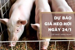 Dự báo giá heo hơi ngày mai 24/1: Duy trì đà tăng trên cả ba miền