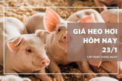 Giá heo hơi hôm nay 23/1 tiếp tục tăng, miền Bắc xuất hiện mốc mới 79.000 đồng/kg