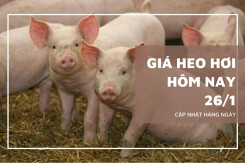 Giá heo hơi hôm nay 26/1 tăng rải rác, miền Bắc duy trì mốc 80.000 đồng/kg