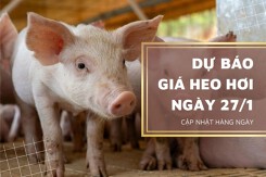 Dự báo giá heo hơi ngày mai 27/1: Đà tăng chưa có dấu hiệu dừng lại