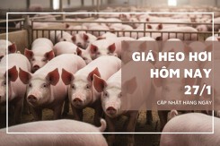 Giá heo hơi hôm nay 27/1 tăng mạnh đến 2.000 đồng/kg, miền Bắc chạm mốc 81.000 đồng/kg