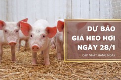 Dự báo giá heo hơi ngày mai 28/1: Sẽ tiếp tục tăng cao trước Tết