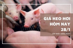 Giá heo hơi hôm nay 28/1 tiếp đà đi lên, nhiều nơi lên mức 81.000 đồng/kg
