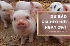 Dự báo giá heo hơi ngày mai 29/1: Sẽ tiếp tục tăng tại nhiều địa phương