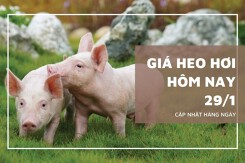 Giá heo hơi hôm nay 29/1 điều chỉnh trái chiều, nhiều địa phương giảm 1.000 đồng/kg
