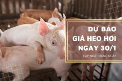 Dự báo giá heo hơi ngày mai 30/1: Đà tăng chững lại, thị trường đảo chiều đi xuống