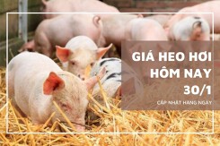 Giá heo hơi hôm nay 30/1 tiếp tục giảm 1.000 đồng/kg, miền Bắc mất mốc 81.000 đồng/kg