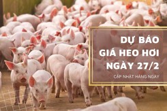 Dự báo giá heo hơi ngày mai 27/2: Nhiều khả năng còn giảm trong ngắn hạn