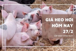 Giá heo hơi hôm nay 27/2 giảm 1.000 đồng/kg rải rác nhiều nơi, miền Bắc lùi sát mốc 70.000 đồng/kg