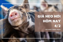 Giá heo hơi hôm nay 4/2 nhiều địa phương lùi về mốc 76.000 đồng/kg, miền Nam chững lại