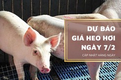 Dự báo giá heo hơi ngày mai 7/2: Nhiều khả năng còn giảm tiếp