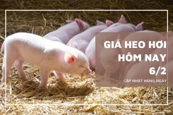 Giá heo hơi hôm nay 6/2 tiếp tục giảm rải rác, nhiều nơi lùi về 75.000 đồng/kg
