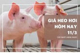 Giá heo hơi hôm nay 11/3 tạm chững lại ở miền Bắc và miền Trung, mức đỉnh duy trì giá 68.000 đồng/kg