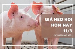 Giá heo hơi hôm nay 11/3 tạm chững lại ở miền Bắc và miền Trung, mức đỉnh duy trì giá 68.000 đồng/kg