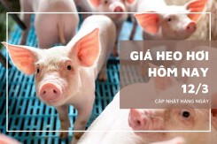 Giá heo hơi hôm nay 12/3 biến động trái chiều, miền Trung quay đầu tăng nhẹ 1.000 đồng/kg
