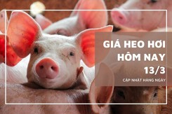 Giá heo hơi hôm nay 13/3 miền Trung và miền Nam đồng loạt giảm, Phú Thọ và Thanh Hóa tăng nhẹ 1.000 đồng/kg