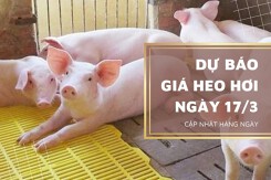 Dự báo giá heo hơi ngày mai 17/3: Nhiều khả năng sẽ tăng trở lại