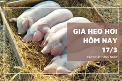 Giá heo hơi hôm nay 17/3 đồng loạt tăng tại miền Bắc, Lạng Sơn và Quảng Ninh tăng đến 2.000 đồng/kg